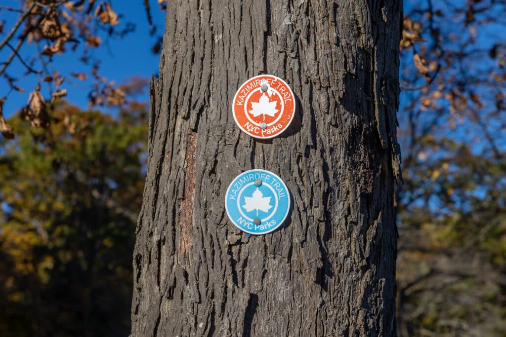 One orange and one blue NYC Parks tree marker nailed into a tree in Pelham Bay Park