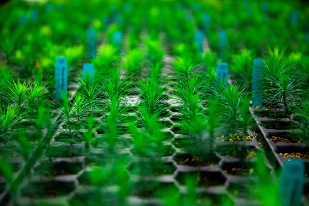 Rows of Pinus strobus seedlings in plastic tray