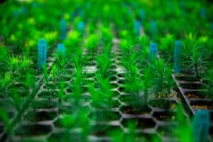 Rows of Pinus strobus seedlings in plastic tray