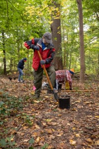 A man digs a hole in forest floor, a sapling stands beside him ready to be planted