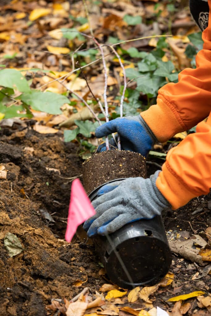 Two arms wearing an orange coat, blue gloved hands plant a sapling into soil