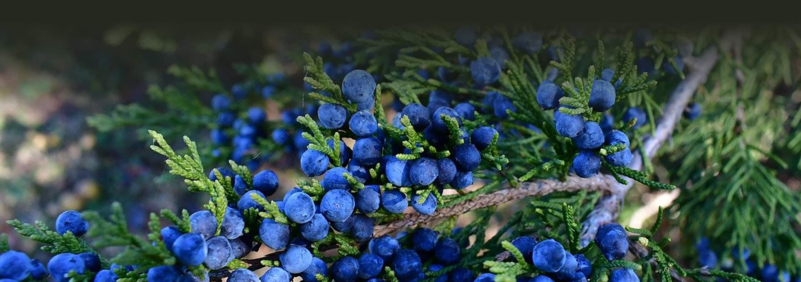 Blue berries on a pine shrub close up