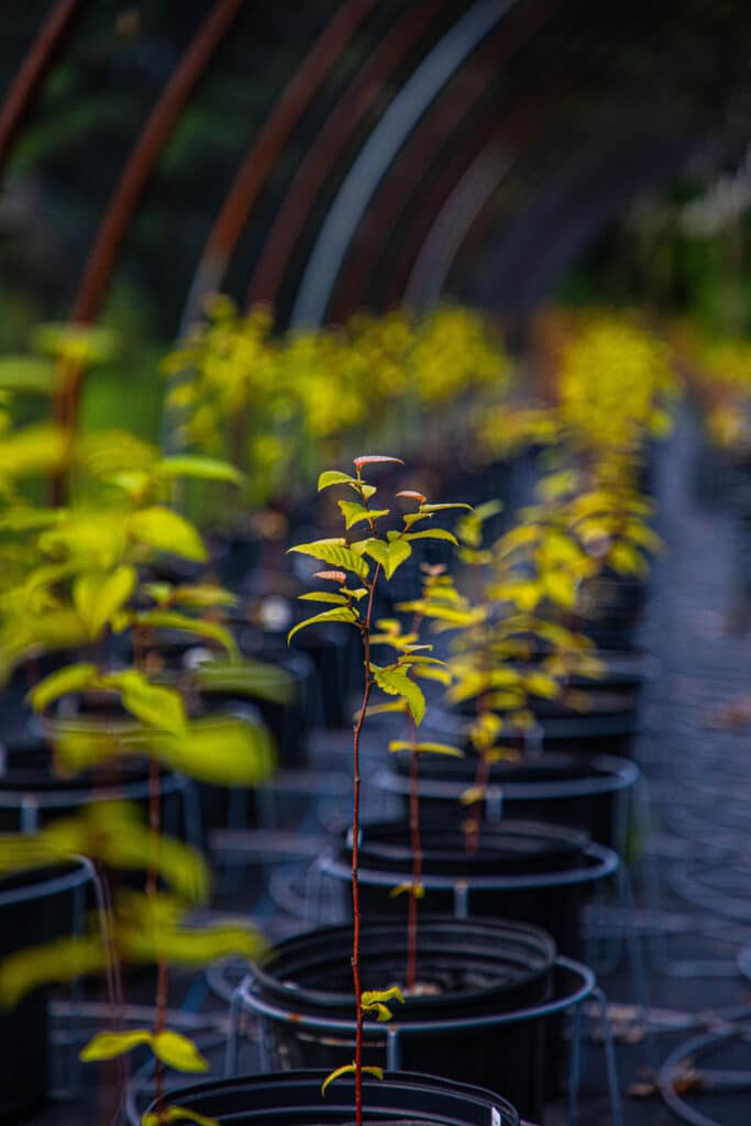 Rows of saplings in outdoor greenhouse