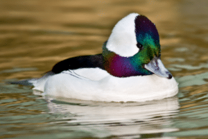 A close up shot of a bufflehead duck in the water. It has white feathers with iridescent purple, green, and blue plumage on its head.