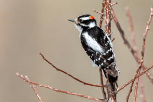A close up shot of a black and white downy woodpecker perched on thin branches of a tree.