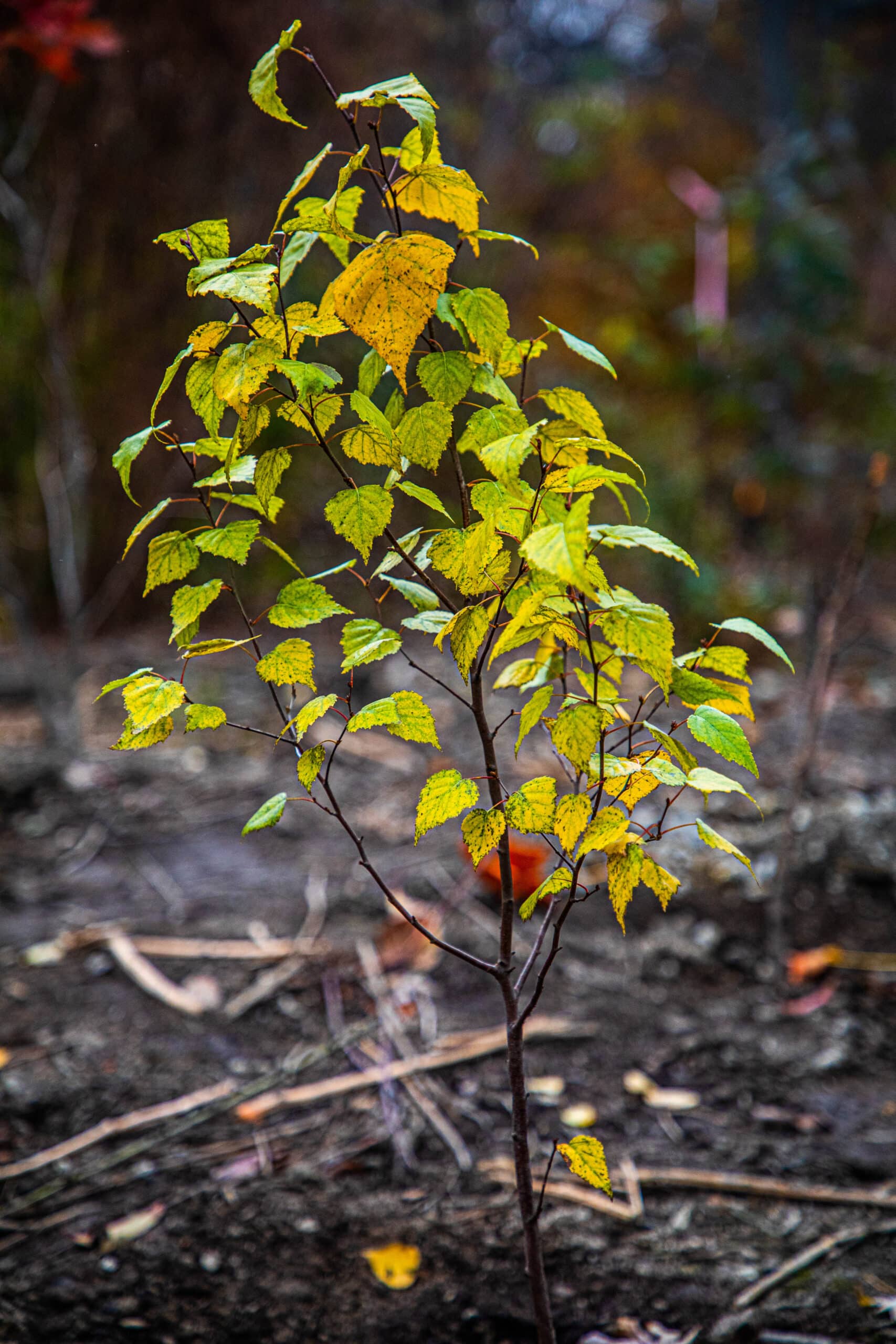 A small freshly planted sapling with yellow leaves