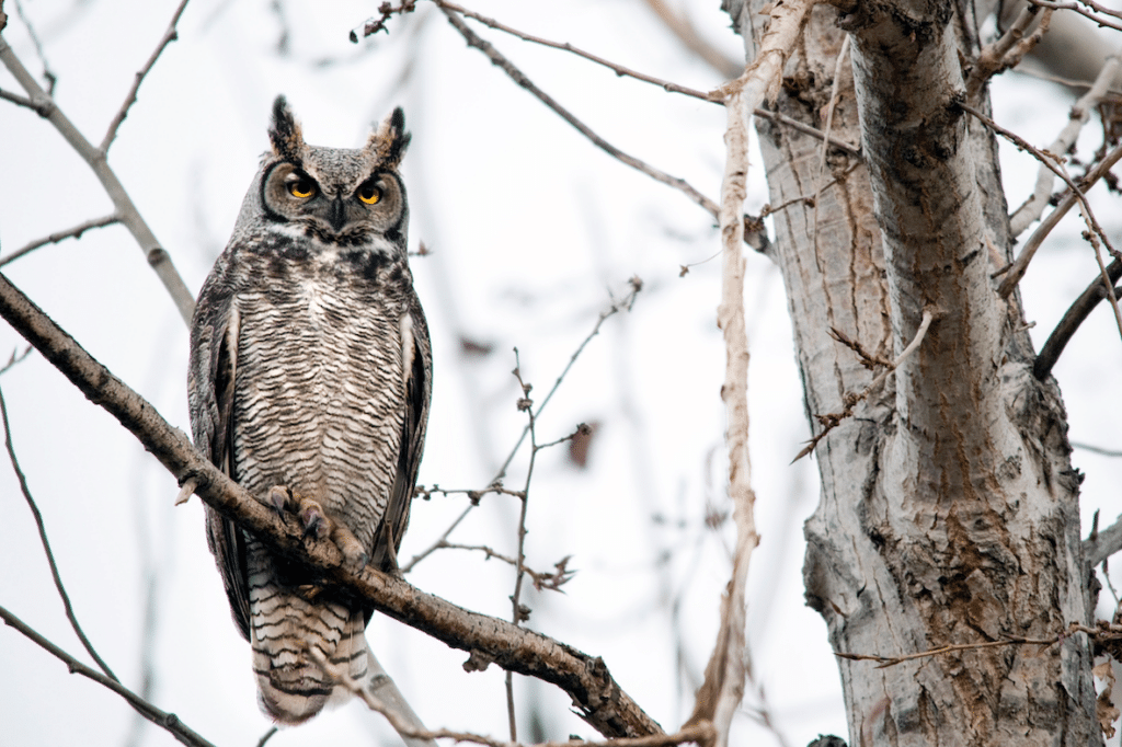 Great horned owl perched on a branch of a tree