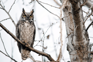 Great horned owl perched on a branch of a tree