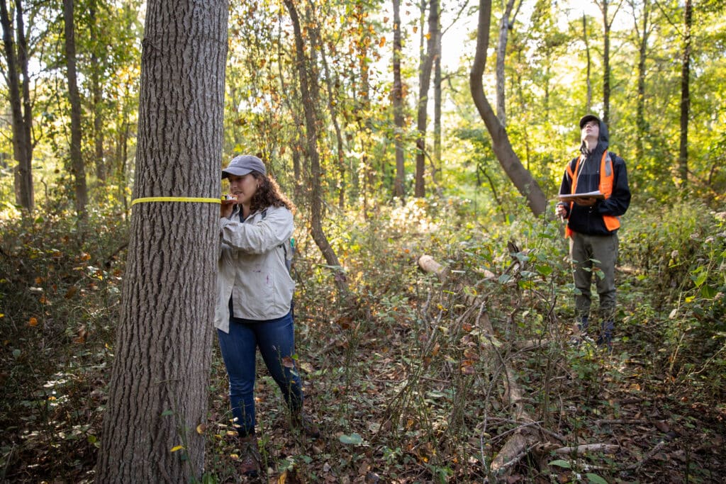 An intern measures the diameter of a tree in a forest, while another records data into a clipboard