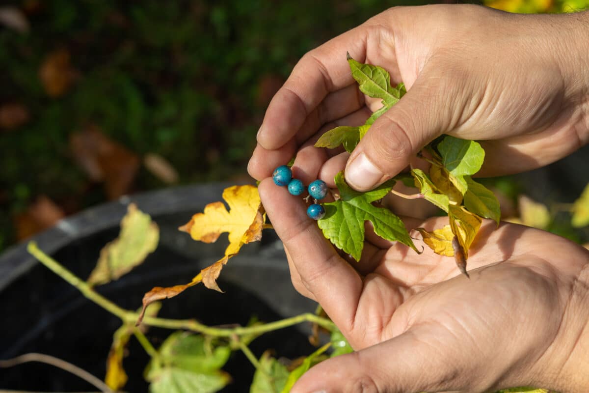 Hands hold a plant with blue berries