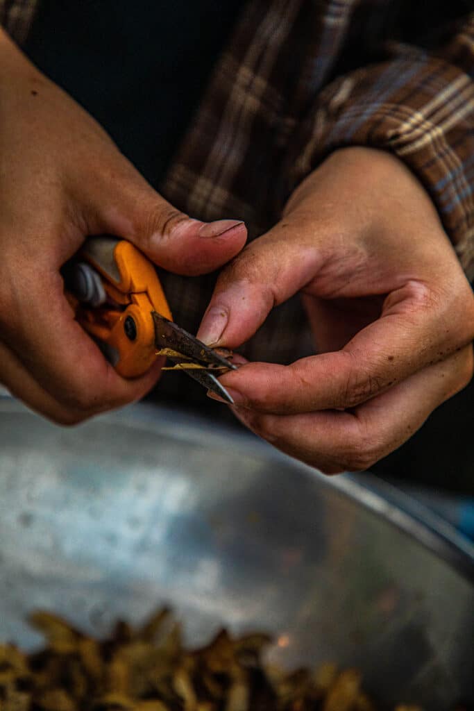 A close up of an intern prepping a maple seed with scissors