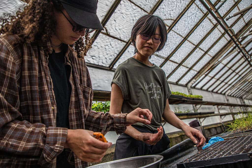 Interns prepping maple seeds at Greenbelt Native Plant Center