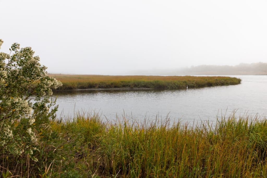 Wetland in Marine park on a misty day, grass in foreground