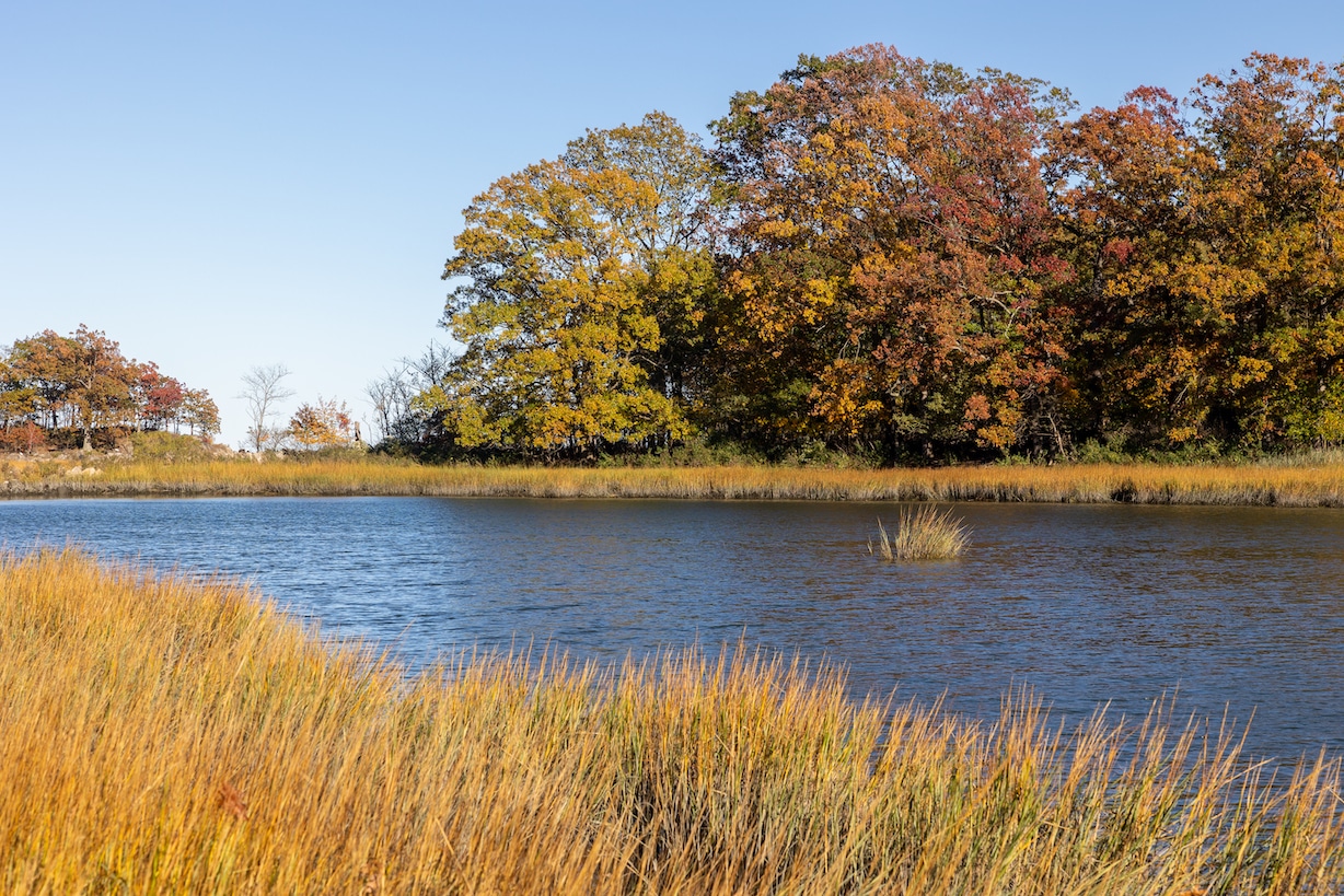 Wetland surrounded by grass and fall foliage