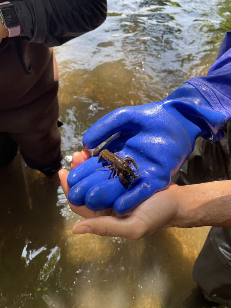 A blue gloved hand holds a small crawfish collected from the Bronx River