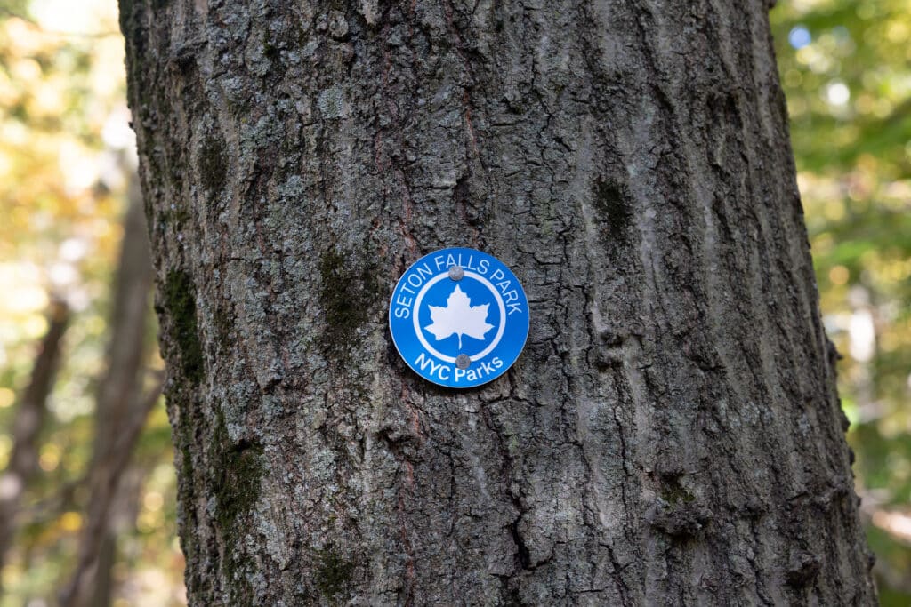 A NYC Parks blue trail marker nailed into a tree trunk, it reads "Seton Falls Park"
