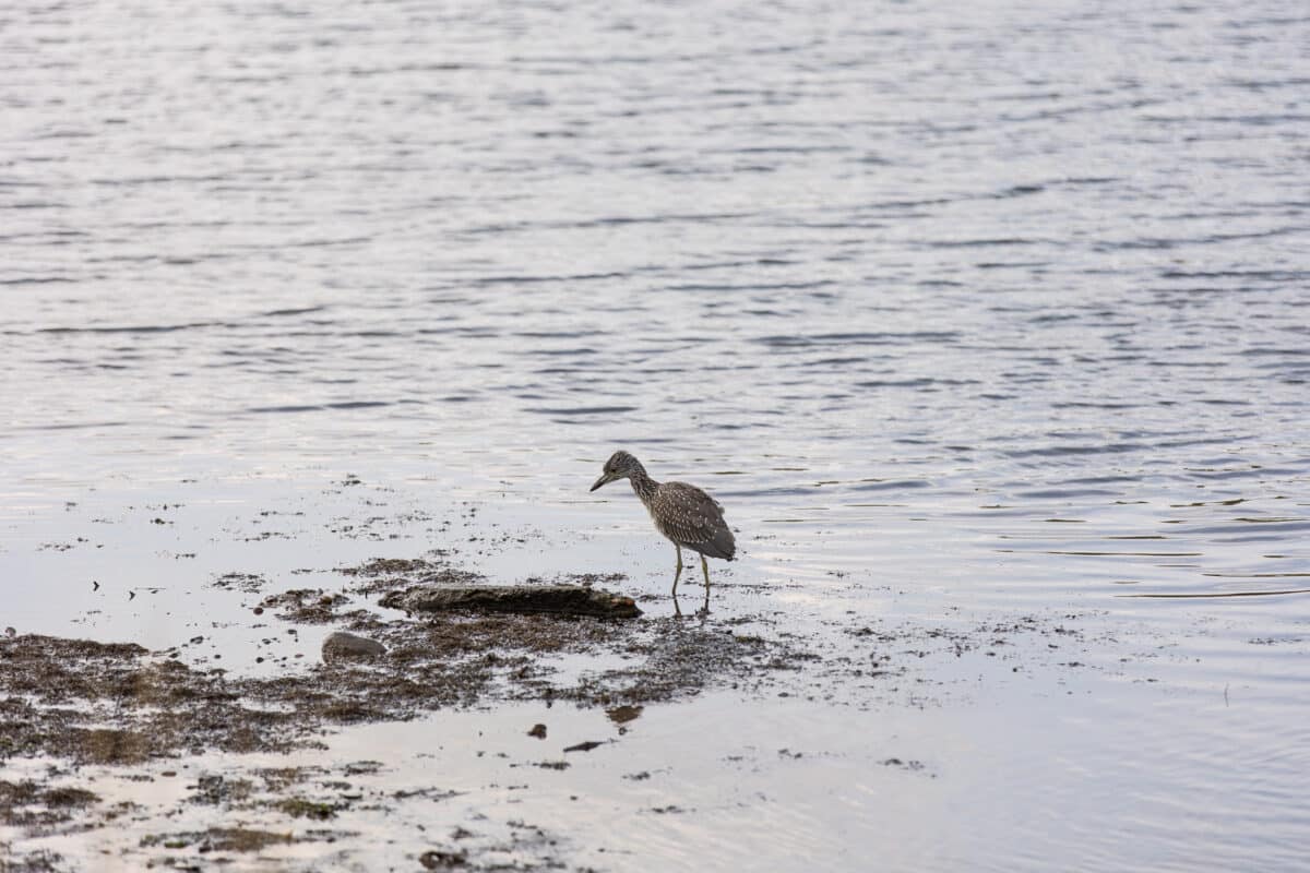Waterfowl wades on shore of wetland