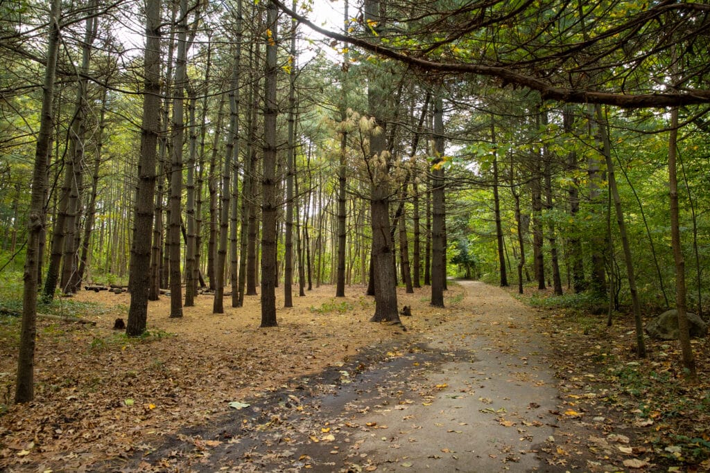 A dense forest with fallen brown leaves on ground, paved path on right