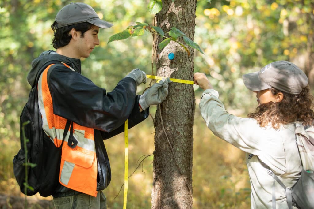 Two interns measure the diameter of a tree trunk, one wears an orange safety vest