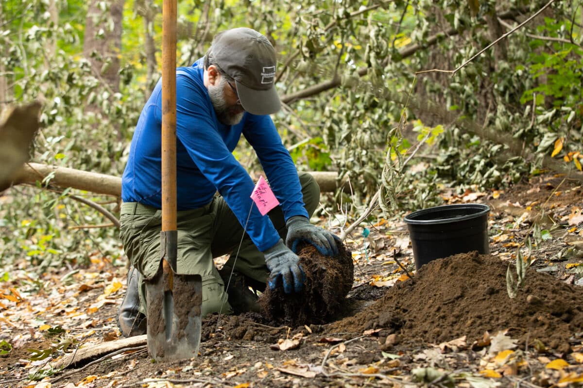 A man wearing a NAC baseball hat plants a tree in a forest