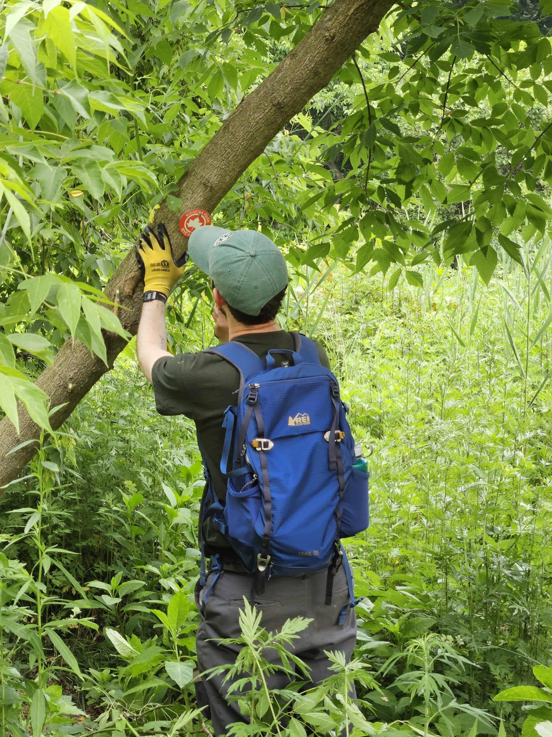 A person hammers a trail marker into a tree wearing a blue back pack
