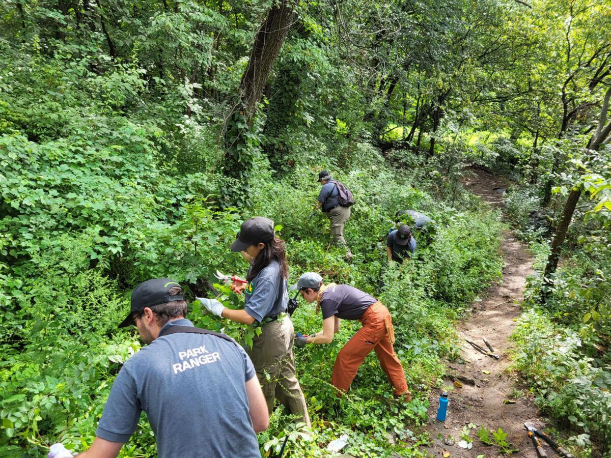 Urban Park rangers prune a trail from invasive plants