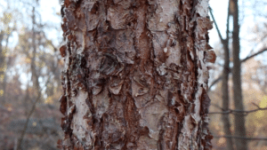 river birch bark