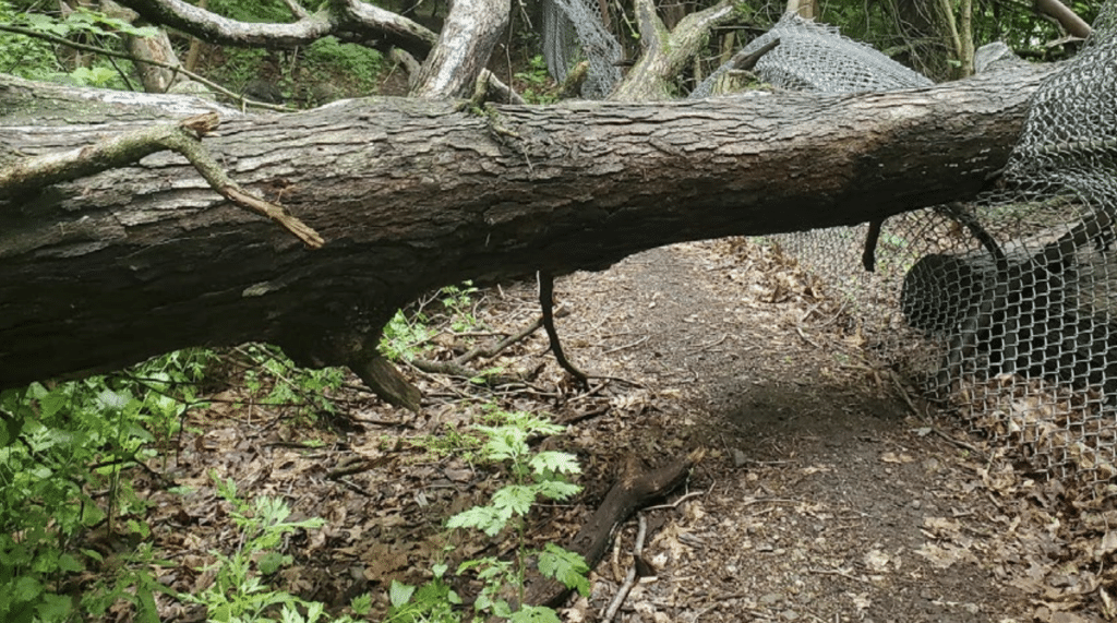 Downed tree resting on knocked over chain link fence in a forest