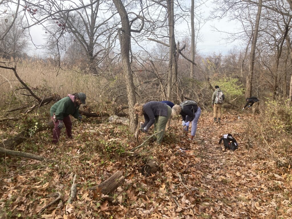 Four trail maintainers prune invasives in Pelham Bay Park