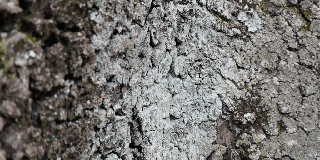 fluffy dust lichen