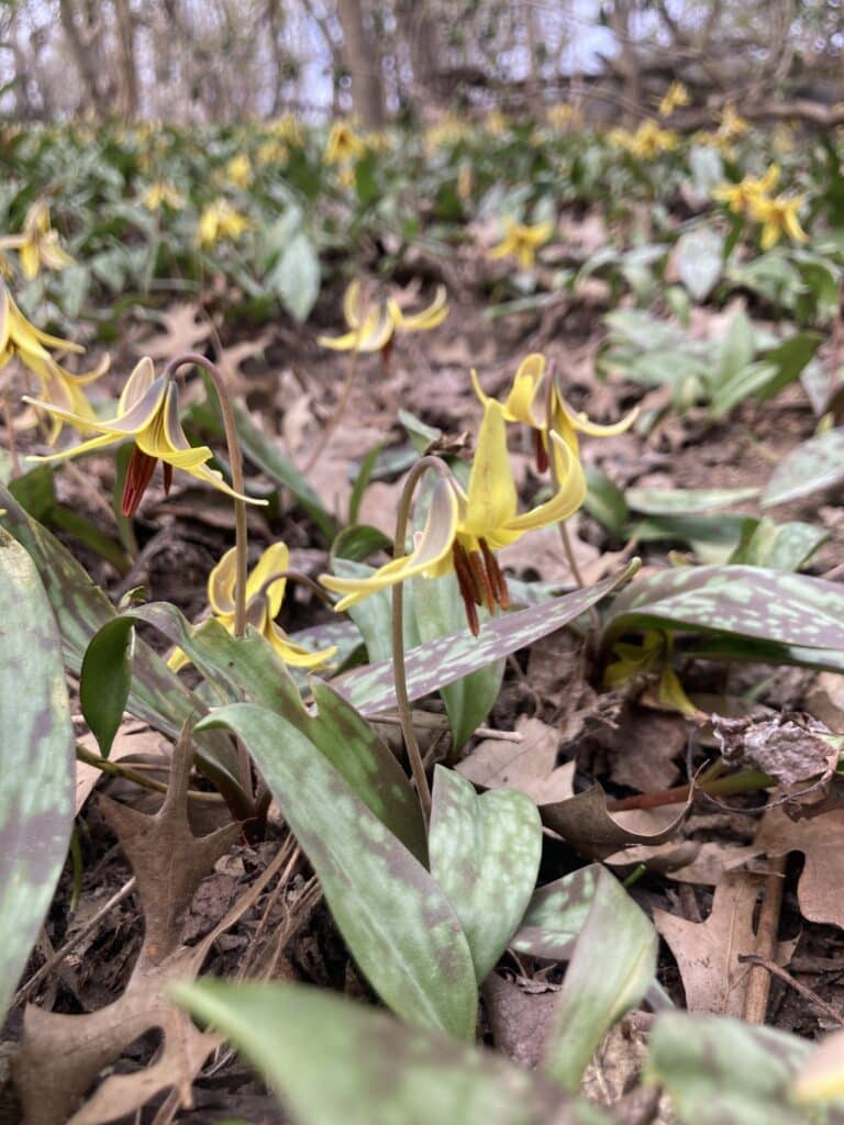 trout lily up close