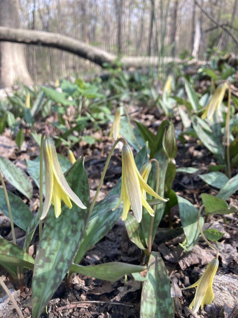 yellow trout lily hanging downwards