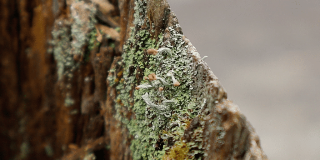 turban cup lichen