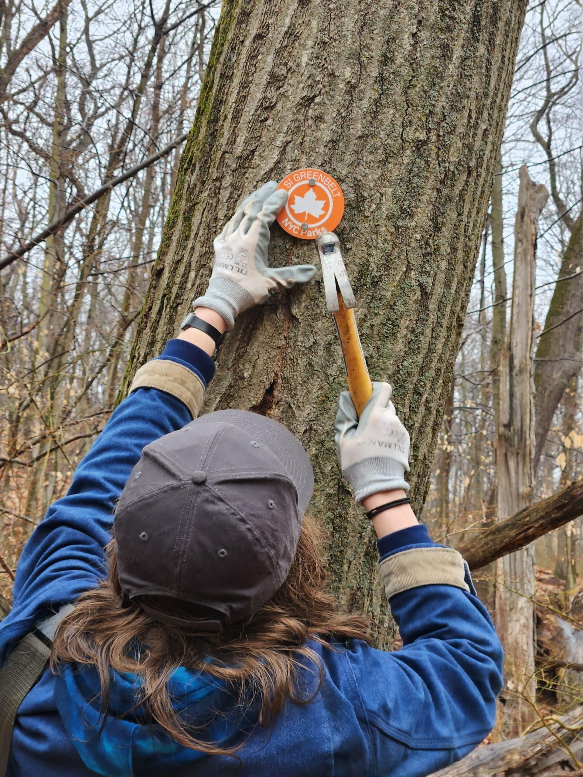 woman installing trail marker into tree