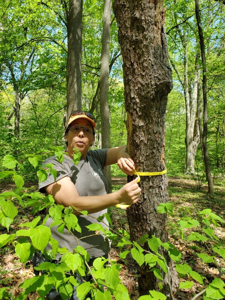 women measures dbh of tree