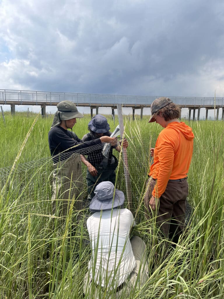 interns set up goose fence in salt marsh