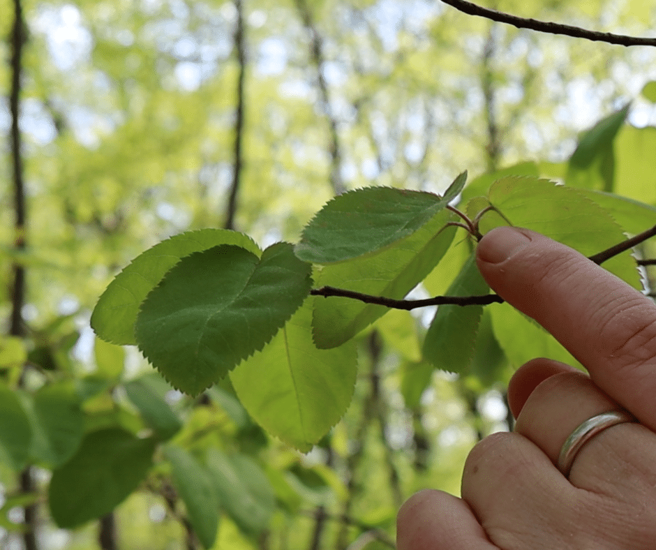 shad bush and hand pointing at leaf bud