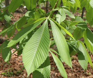 ohio buckeye leaf