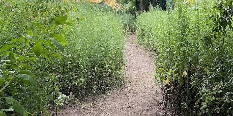 a path with surrounding grass