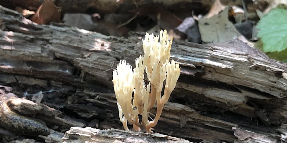 close up of mushroom