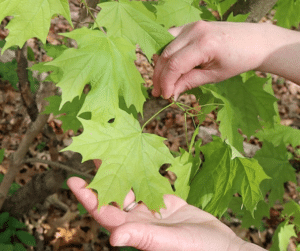 sugar maple leaf