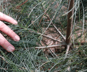 white pine needle tree