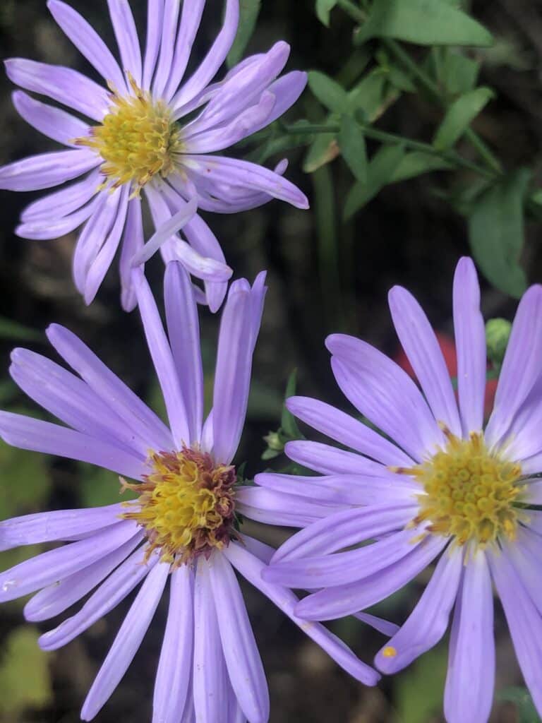 smooth blue aster