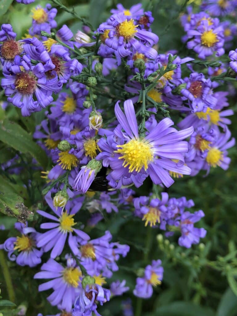 new england aster