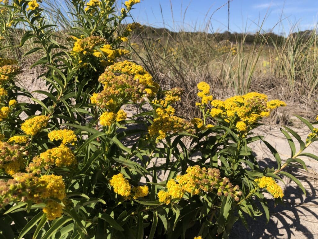 golden rod