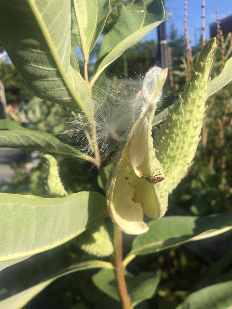 common milkweed pod