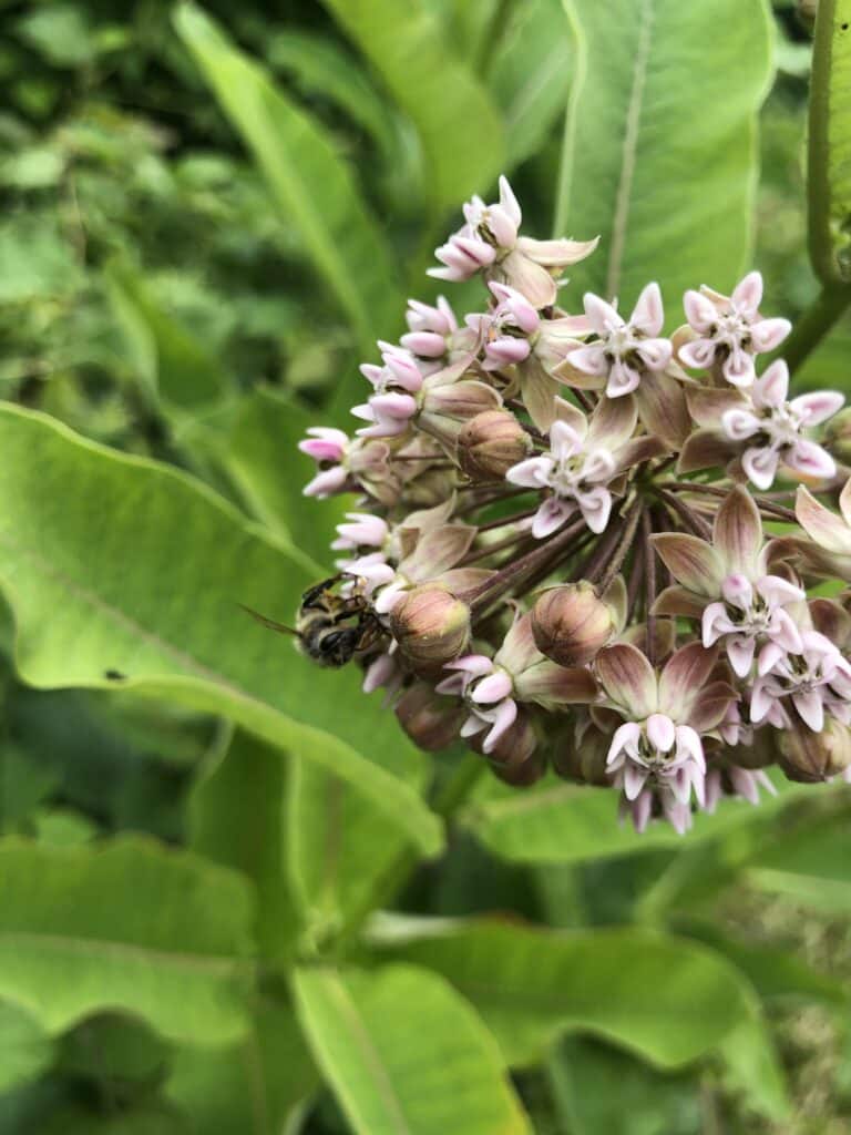 common milkweed