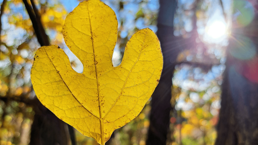 Sassafras yellow leaf