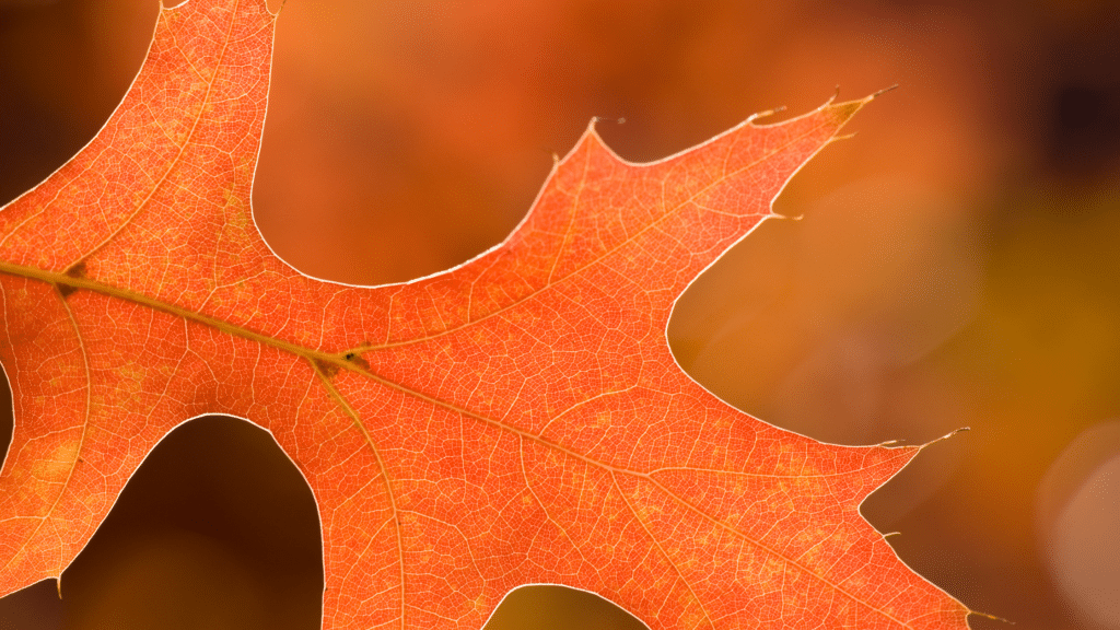 pin oak orange leaf