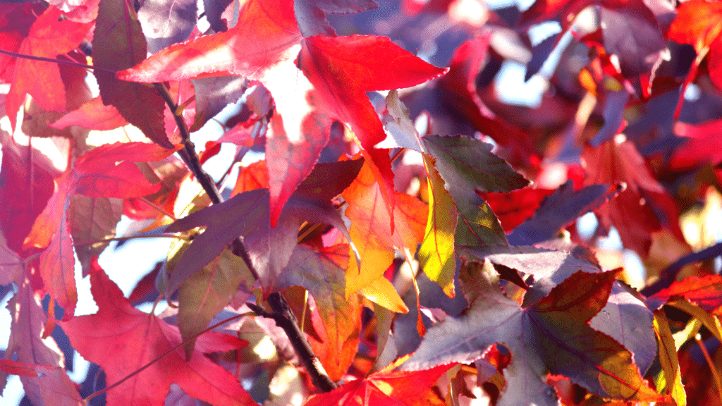 sweet gum assorted leaves in red and purple